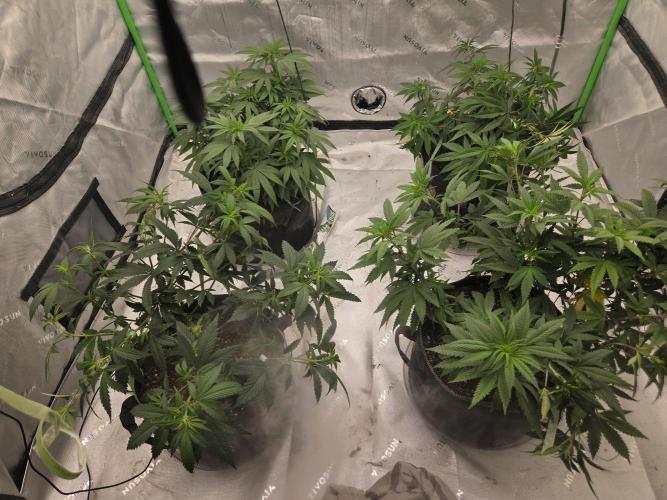 Citrus Dream. Week 8