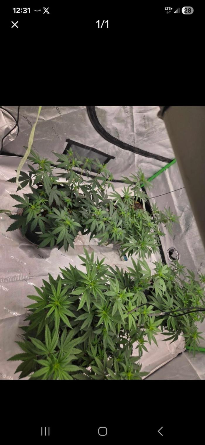 Black cherry smoothie. Week 11