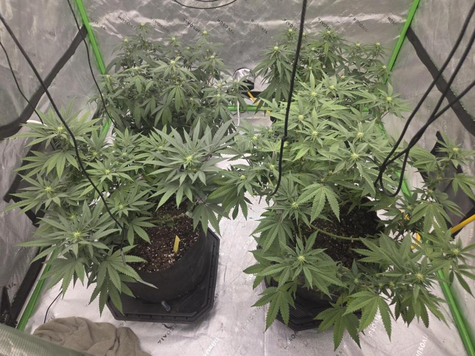 Citrus dream. Week 9