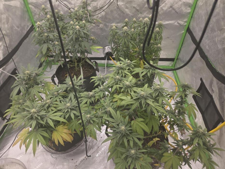 Black cherry smoothie. Week 13