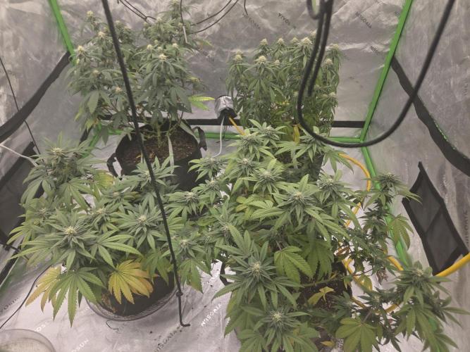 Frozen grapes. Week 9
