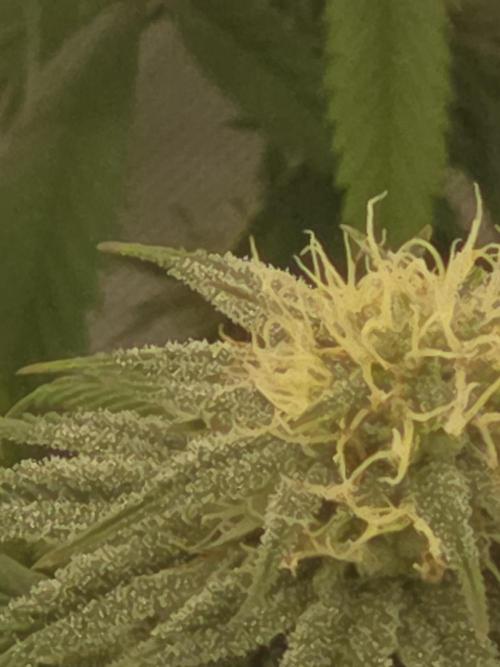 Frozen grapes. Week 9