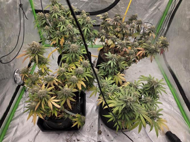 Black cherry smoothie. Week 14