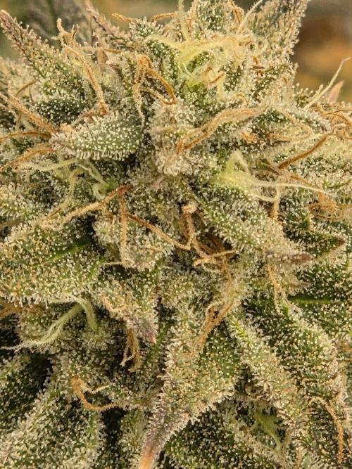 Black cherry smoothie. Week 14