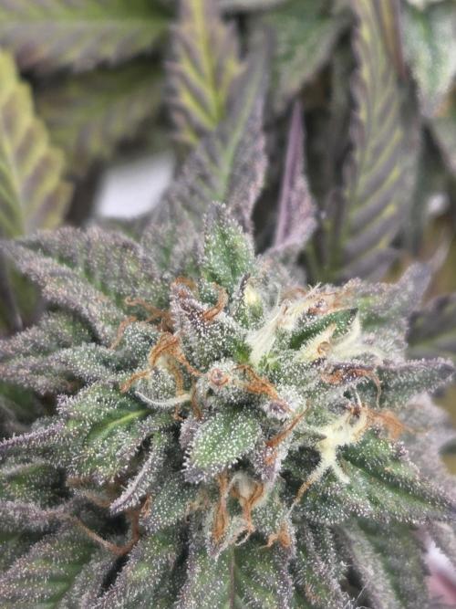Platinum gorilla dosha. Week 9
