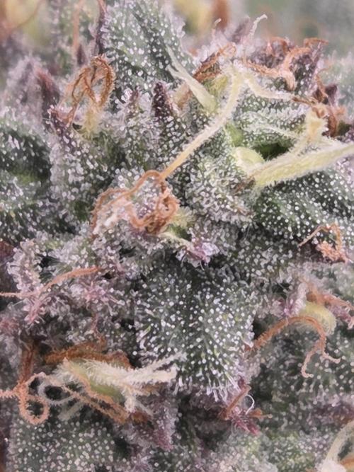 Platinum gorilla dosha. Week 9