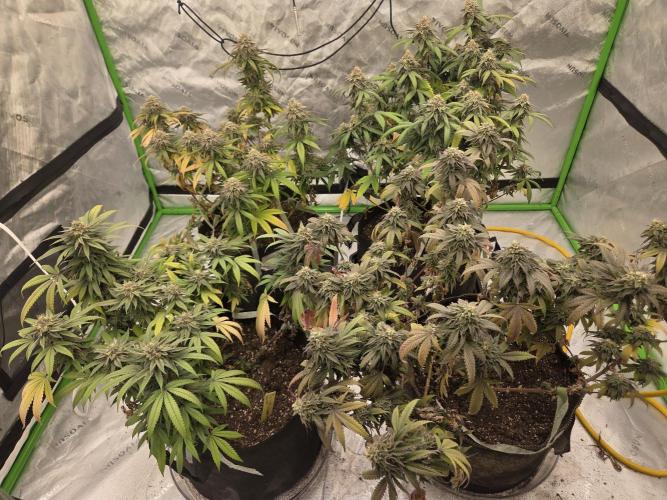 Platinum gorilla dosha. Week 9