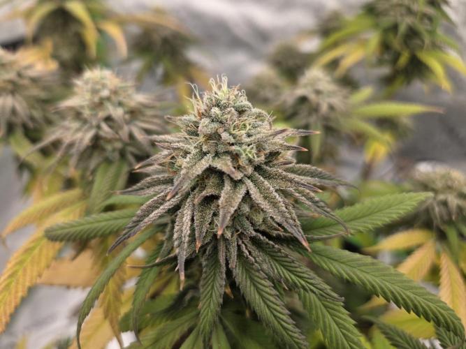 Platinum gorilla dosha. Week 9