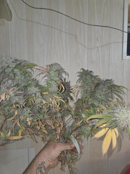 Platinum gorilla dosha. Week 16