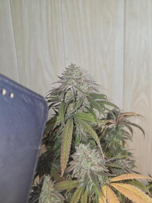 Platinum gorilla dosha. Week 16