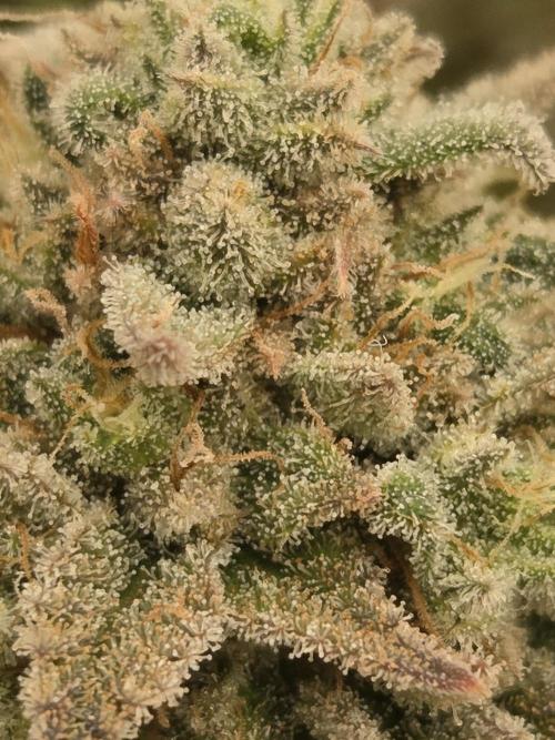 Platinum gorilla dosha. Week 16