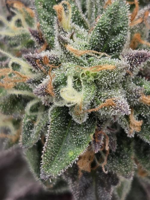 Frozen Grapes. Week 15
