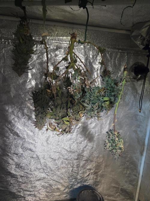 Black cherry smoothie. Week 15