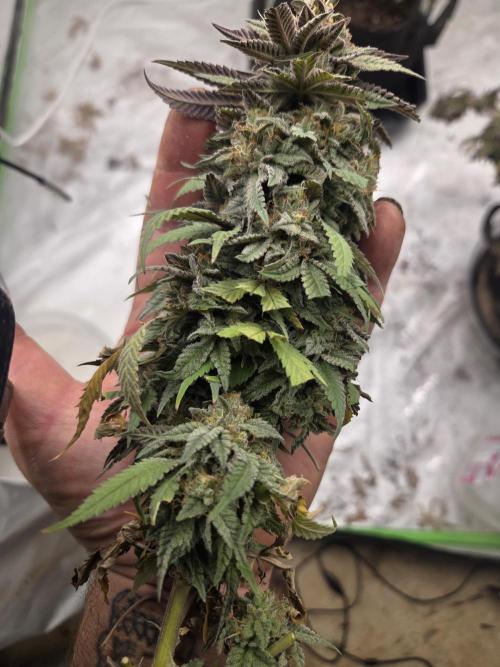 Black cherry smoothie. Week 15