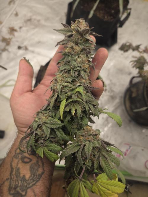 Black cherry smoothie. Week 15