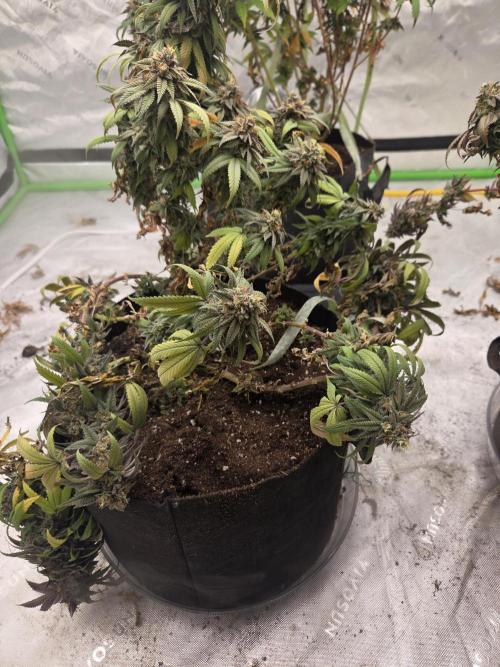 Black cherry smoothie. Week 15