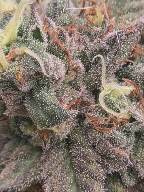 Black cherry smoothie. Week 15