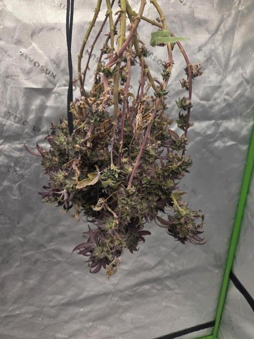 Frozen grapes. Week 16