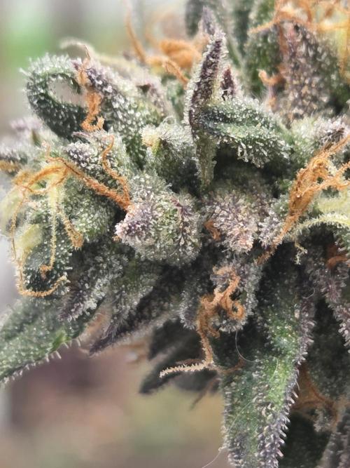 Frozen grapes. Week 16