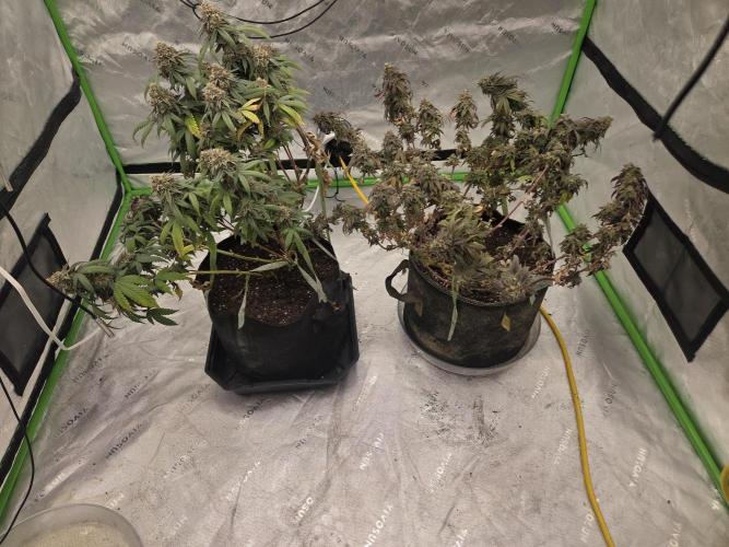 Frozen grapes. Week 16