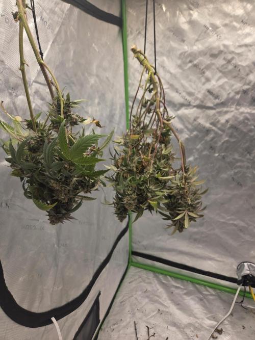 Citrus dream. Week 10