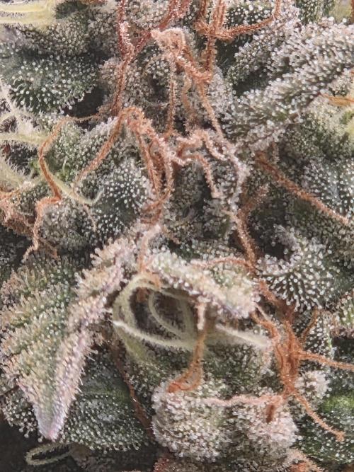 Citrus dream. Week 10