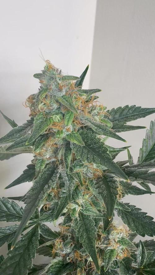Top Gun from Atlas Seeds