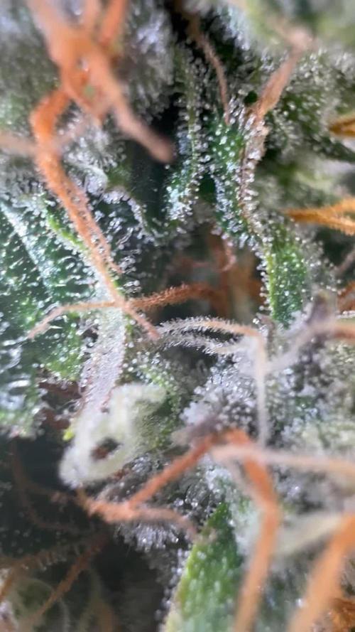 Top Gun from Atlas Seeds