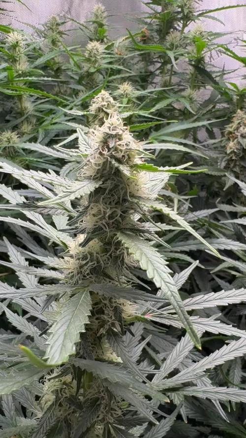 Top Gun from Atlas Seeds