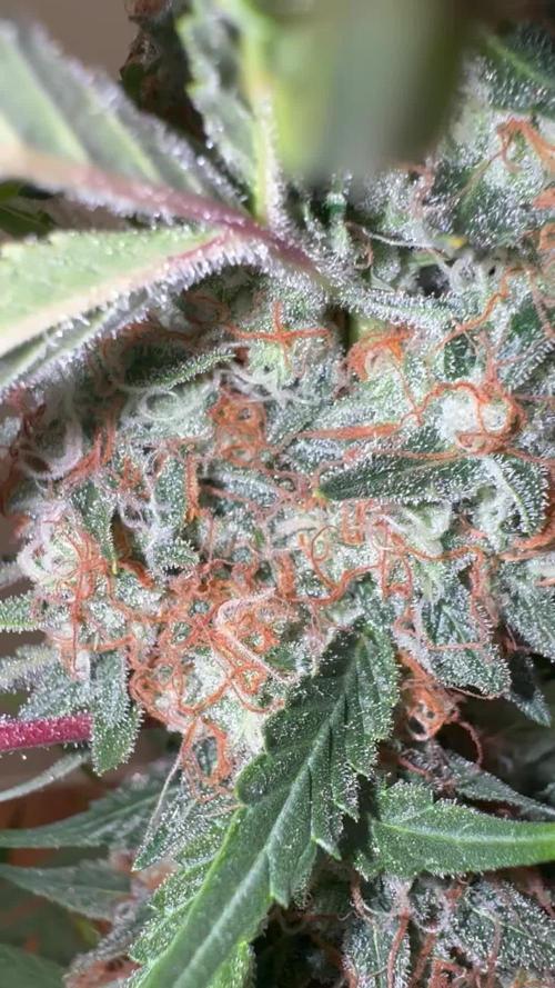 Top Gun from Atlas Seeds