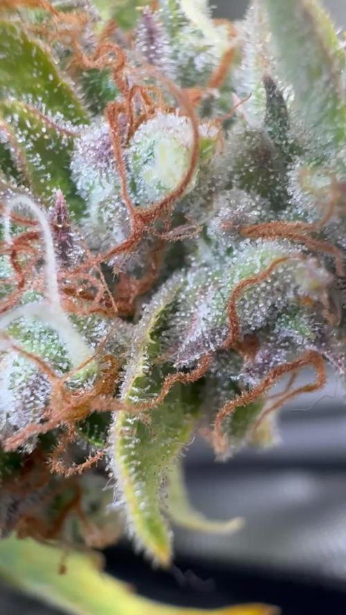 Top Gun from Atlas Seeds