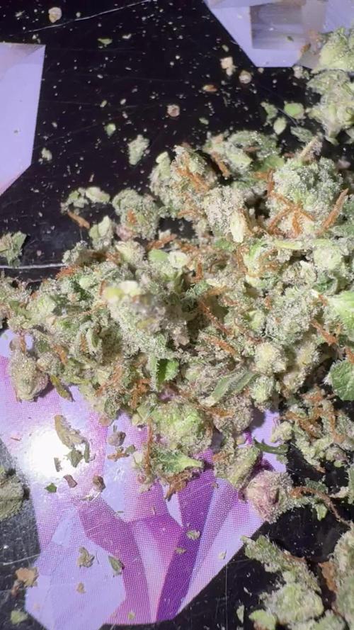 Top Gun from Atlas Seeds