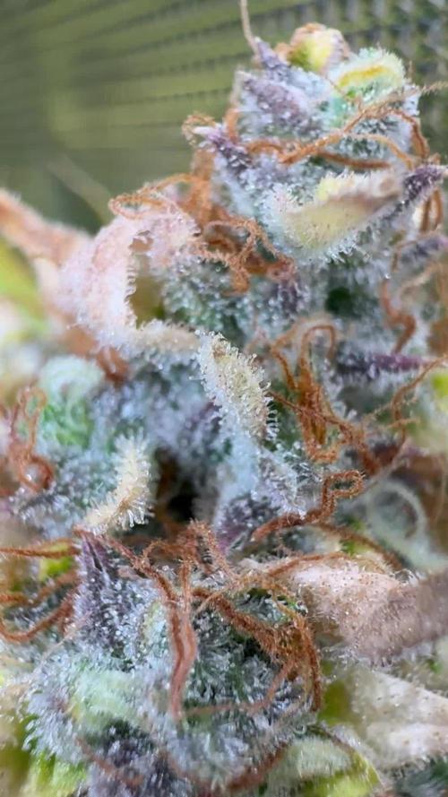 Top Gun from Atlas Seeds