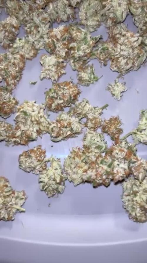Top Gun from Atlas Seeds