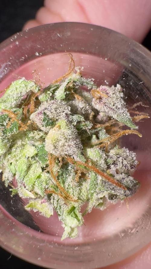 Top Gun from Atlas Seeds