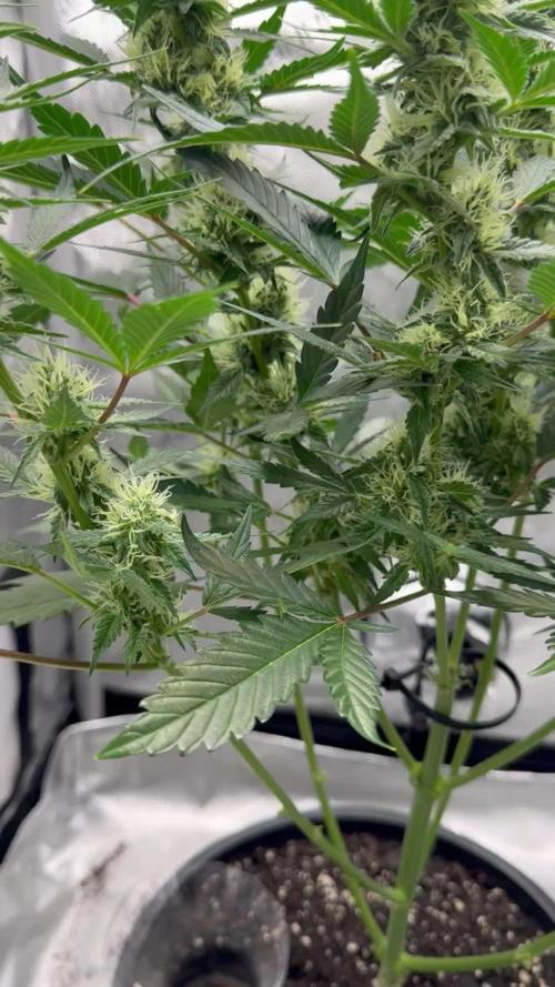 Top Gun from Atlas Seeds