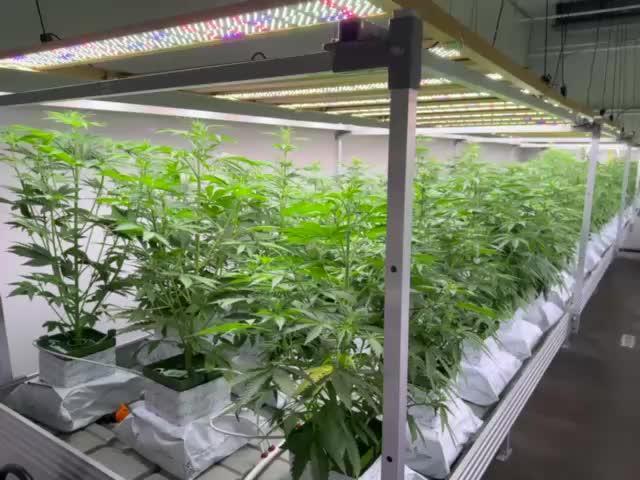 Ice Genetics - BKK Farm