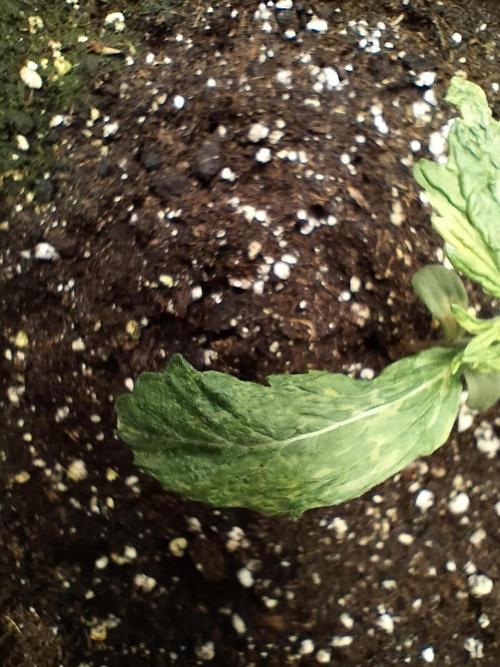 Creamy. Week 0 - Strangers pheno or big mistake?!