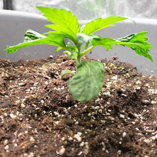 Creamy "stranger baby". Week 4