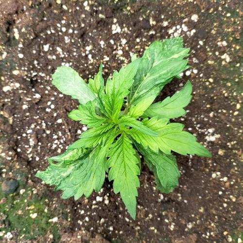 Creamy "stranger baby". Week 4