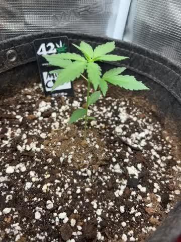 Fastbuds mimosa cake #PimpMyGrow