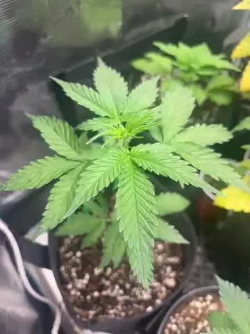 Fastbuds4LiFe