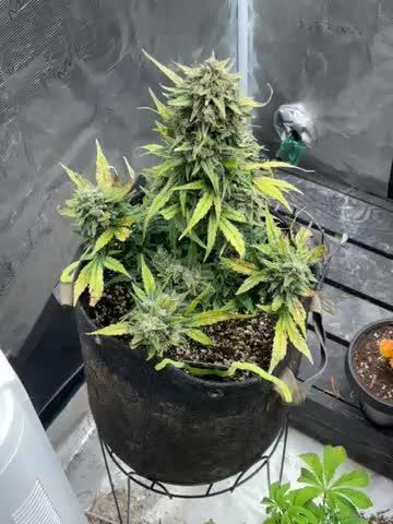 Fastbuds mimosa cake #PimpMyGrow