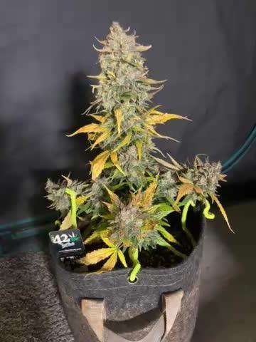 Fastbuds mimosa cake #PimpMyGrow