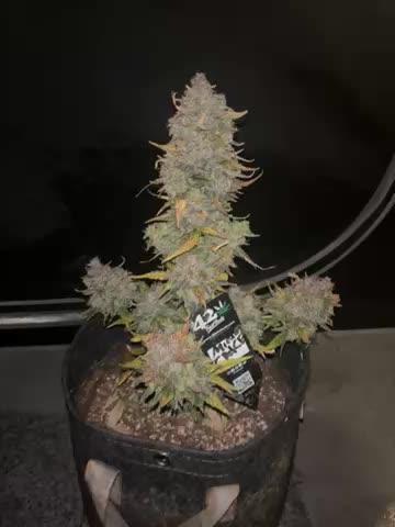 Fastbuds mimosa cake #PimpMyGrow