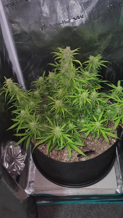 Banana blaze auto