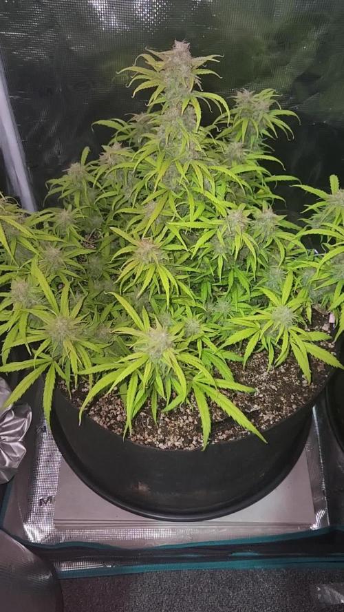 Banana blaze auto