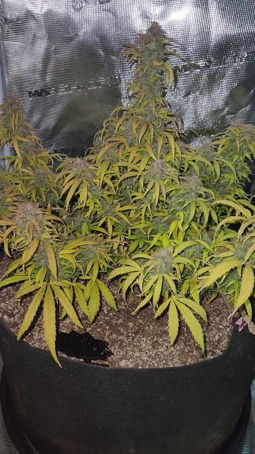 Banana blaze auto