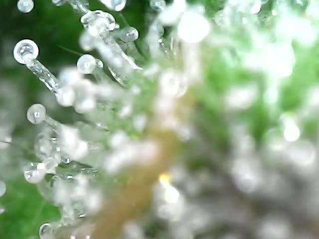 Banana blaze auto
