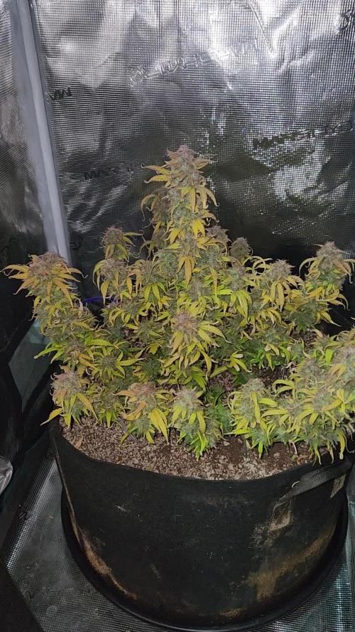 Banana blaze auto